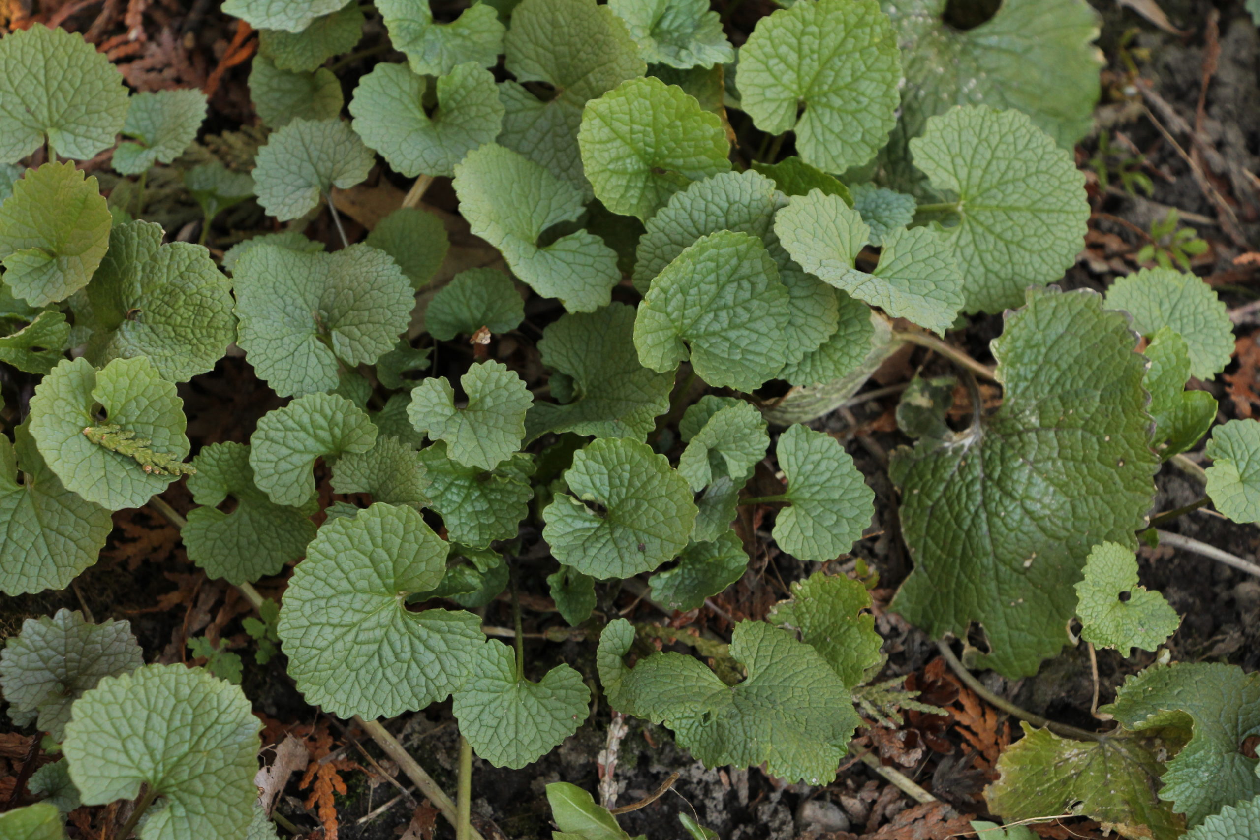 Garlic Mustard Winky's Farm